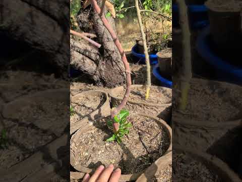 Bringing fruit trees back to life part 2 #gardening #fruittrees