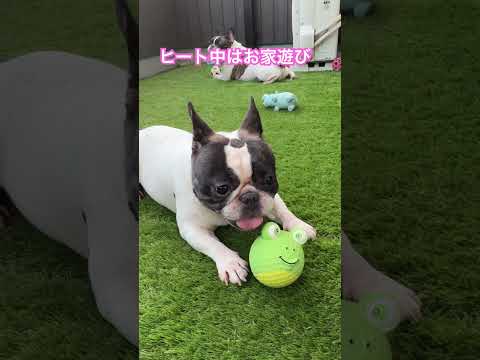 今日もマリーがヒート中なので、お家遊び🏠#フレンチブルドッグ #フレンチブル #フレブル多頭飼い #frenchbulldog #buhi #犬のいる生活