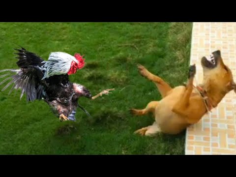 ¡Los pájaros y perros MÁS DIVERTIDOS! 🤣 Los 10 mejores minutos