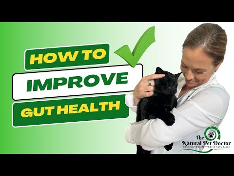 How To Improve Your Cat And Dog's Gut Health - Holistic Vet | Natural Pet Care