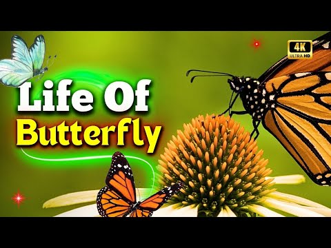 Documentary on Butterflies | Amazing Life Cycle of Butterfly to Our Ecosystem | Creative Nature