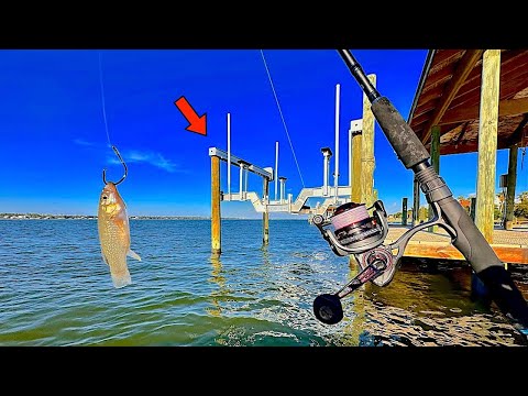 Tossed a LIVE! MUD MINNOW under the PIER and Caught THIS! [Catch, Clean, Cook]