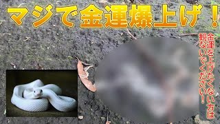 ⚠️ここは本物です⚠️金運爆上がり確定いたしました‼️