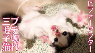 ブチ切れ過ぎな三毛幼猫、その変化の後 The furious calico kitty beafore after.