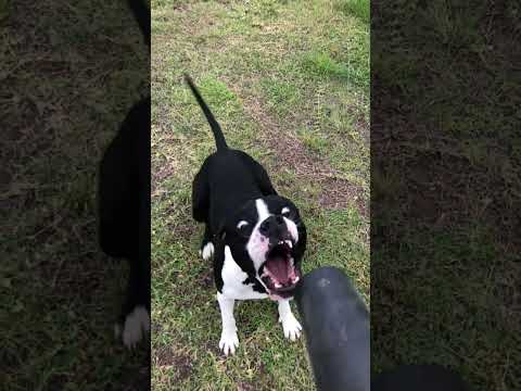 Dog vs air blower! #dog #dogs #pitbull #funnydogs #funnydog #ozziereviews #pitbulldog #slowmotion