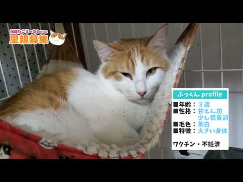 保護ねこるーむBoron猫ちゃん紹介③ふっくん