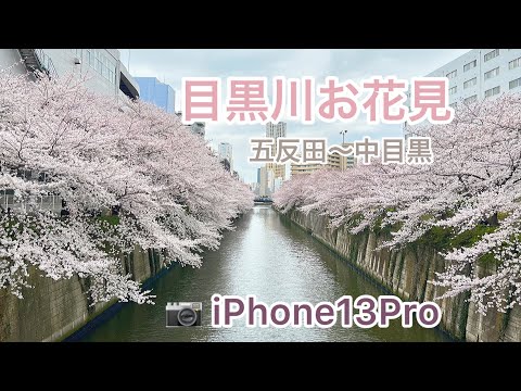 【vlog】目黒川お花見 | iPhone13Pro 撮影 | 桜 | 春 | 東京