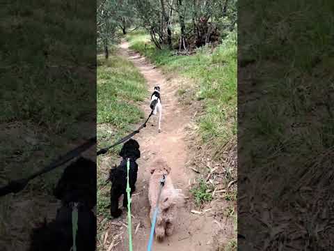 Doggy Day Care - Bushwalk