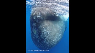 🐳潜水艦のような巨大なオスのマッコウクジラが目の前に来てくれたシーン／Huge Male Sperm Whale Encounter #shorts