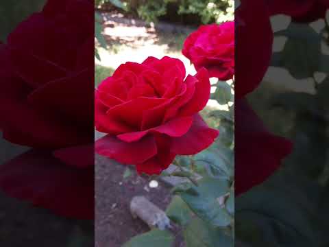 Red rose #redroses #rose #flowers #garden #nature #红玫瑰 #玫瑰花 #玫瑰种植