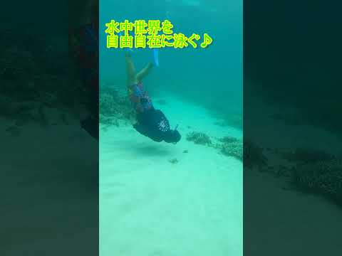 【石垣島】素潜り好き大集合となれば♪8月25日シュノーケリングツアー動画