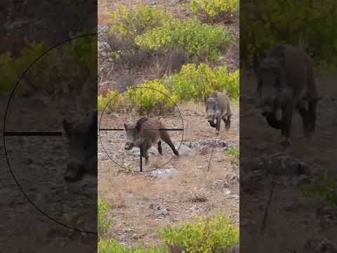 Sniper Wild Boar Shot #hunting #shorts #viral #wildboar #hog