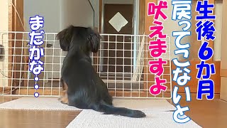 【カニンヘンダックス】生後6か月子犬が飼い主を呼ぶときの吠えがかわいすぎる件