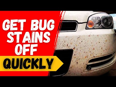 How to Clean Bug Stains Off Your Car in Minutes