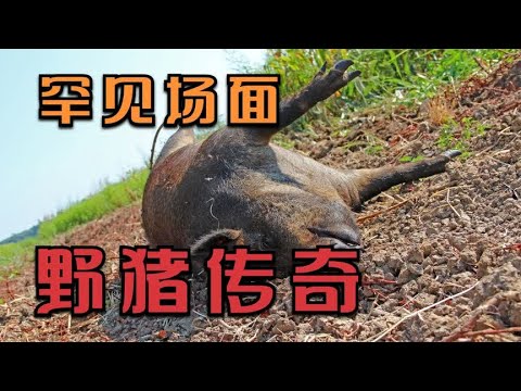 罕见的野猪攻击和搏杀场面，如攻击人类 - 猪与其他动物打架 - 世界上最稀有的野猪 | 动物世界