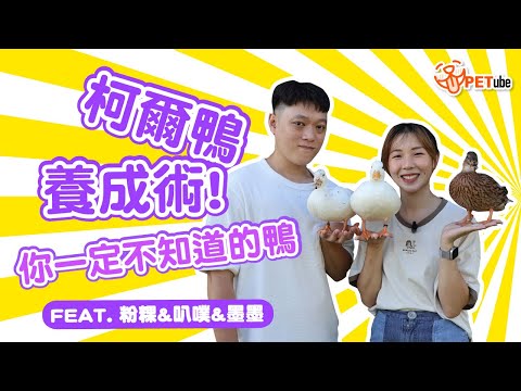 柯爾鴨養成術🦆你一定不知道的鴨~ Feat. 粉粿&叭噗&墨墨【寵物知識+】｜#哈寵PETube 第301集