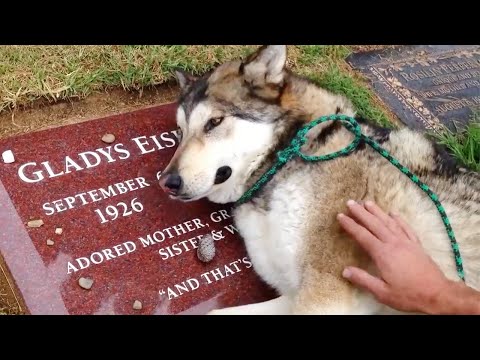 20 MINUTOS DE ANIMALES DEMOSTRANDO AMOR A SUS DUEÑOS 🤣🐶 #2