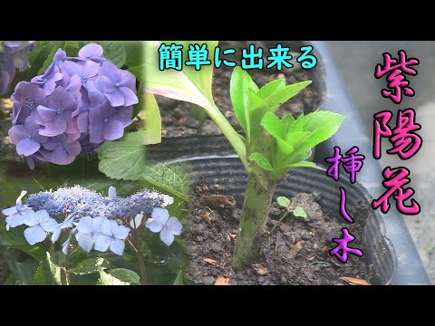 【挿し木】アジサイ（紫陽花）