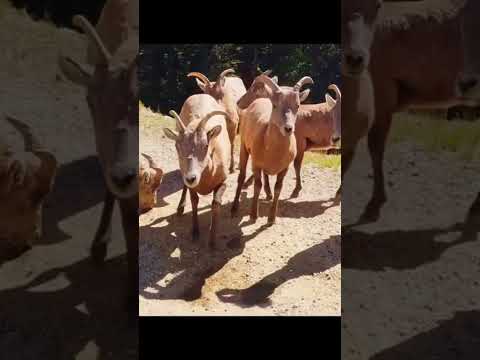 Big Horn Sheep