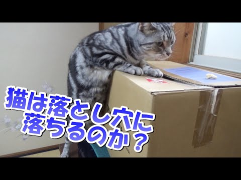 猫は落とし穴に落ちるのか？（アメリカンショートヘア）