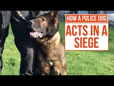 Looking for Bombs & Facing Criminal Sieges | Send In The Dogs