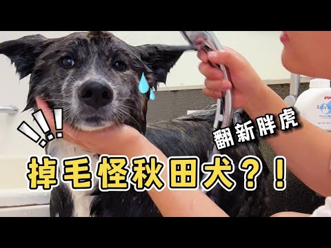 😂沒想到秋田犬竟然也是掉毛怪！