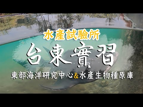 水產養殖-台東實習 | 水產試驗所 | 屏東科技大學 Aquaculture internship ｜Taitung Taiwan | NPUST #實習 #屏科大 #aquaculture