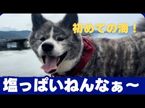 【Akita dog】秋田犬初めて海に行ってきたよ♪