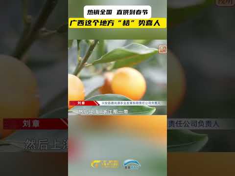 热销全国 直供到春节，广西这个地方“桔”势喜人#水果