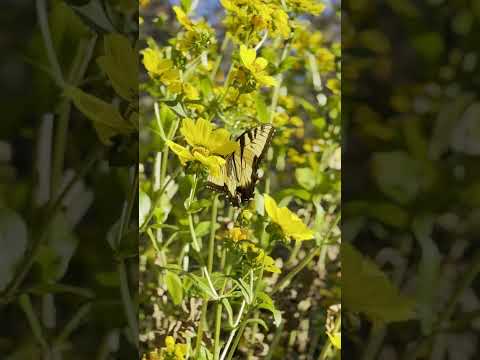 Bright Yellow Butterfly | Papilo Glaucus