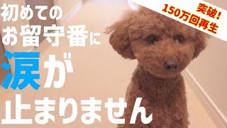 【号泣】犬の初めてのお留守番を隠し撮りしてみたら、健気な姿に胸が締め付けられました【トイプードル】