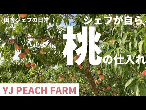 【 田舎暮らし シェフ 】桃を求めて　YJ PEACH FARMさんへ