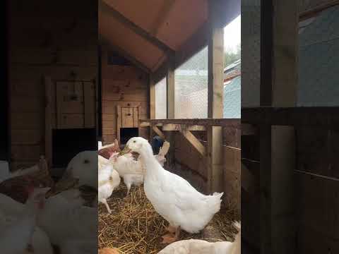 When Daisy 🦆 moved into the chicken house 😂 #chickens #ducks #shorts #animals