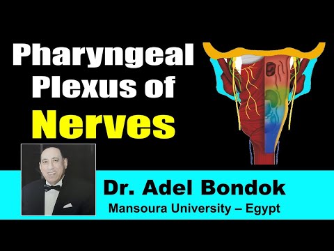 Pharyngeal Plexus, Dr Adel Bondok