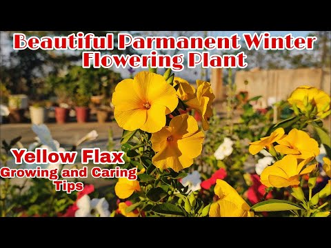 How To Grow And Care Yellow Flax/Reinwardtia Indica/Basanti Flower plant/Perenial Winterflower plant