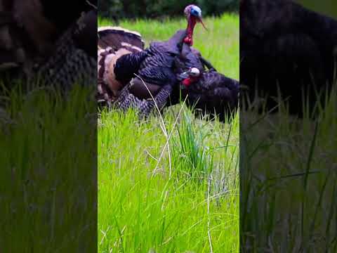 Tom vs. Jake decoy #hunting #gobbler #merriam #idaho #hunt