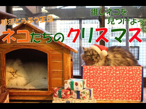 【ネコ紹介】クリスマス期間のネコたちの様子を紹介します！！【特別衣装もあるよ】