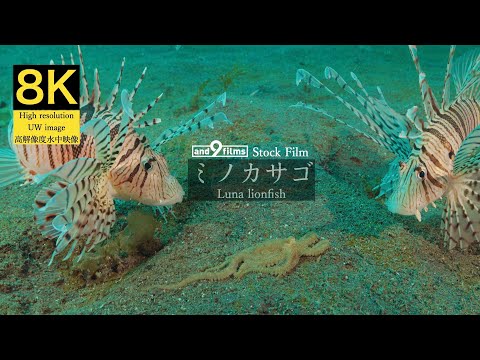 【8K 水中映像】ミノカサゴ / Luna lionfish / Pterois lunulata