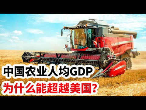 龙哥时评：中国农业人均GDP为什么超越美国？