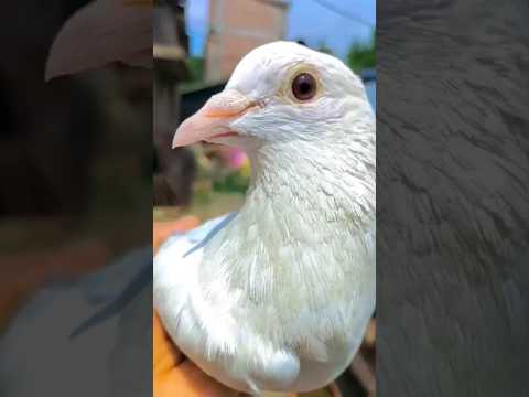 Kalanga Madras 🕊️ #kabootar #foryoupigeons#youtubeshorts#kabutar #kabutarbazi#flypigeon #short