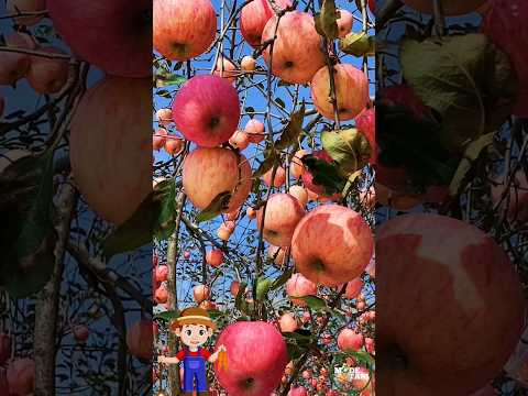 PICKING FRESH APPLES IN THE GARDEN LIVE