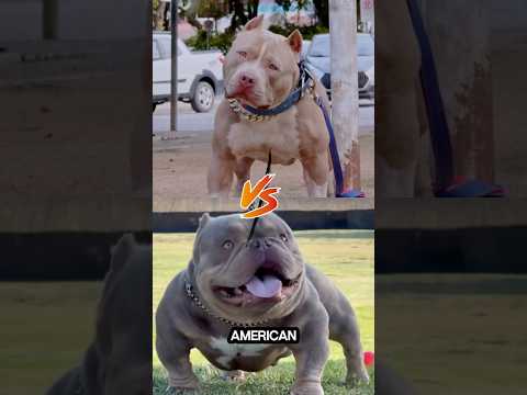 Pitbull vs American Bully: What's the Difference?