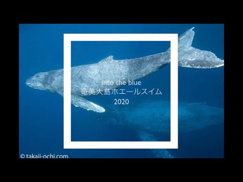 奄美大島の親子クジラ：2020 Amami whale swim ©into the blue