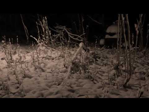 Green House in the Snow | Snow in Virginia