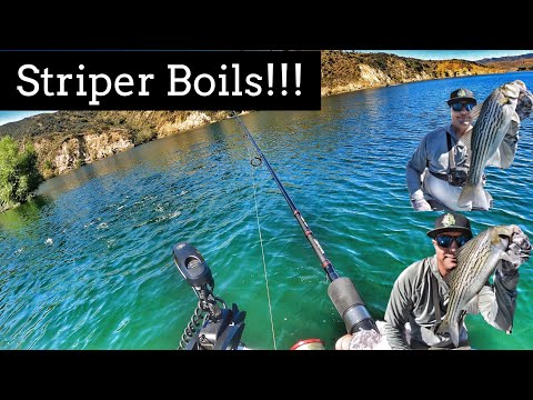 Striper Boils are Back!!!-Castaic Lake