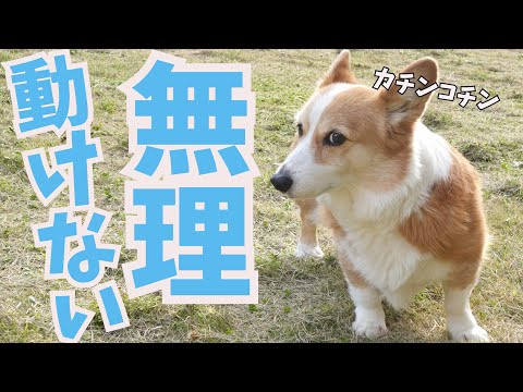 あるものが苦手すぎて挙動不審になってしまったコーギー犬