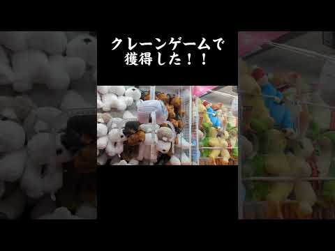 クレーンゲームで景品獲得！　　(なんだこの動画)()