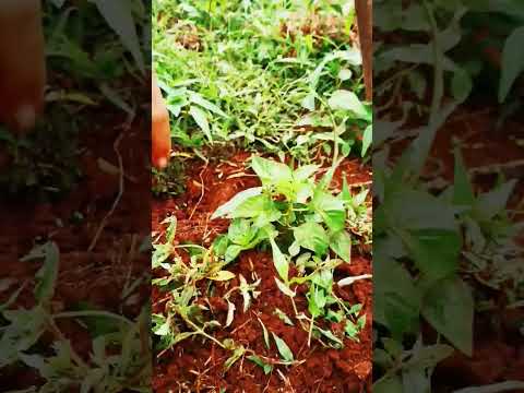 Hot-pepper weed removal and pile the earth