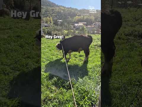 Clumsy Cow Flips Over Goat On Camera