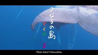 【English Subtitles】Whale Island Tokunoshima 「クジラの島　とくのしま」